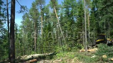 森林收割机在行动-砍伐树木。